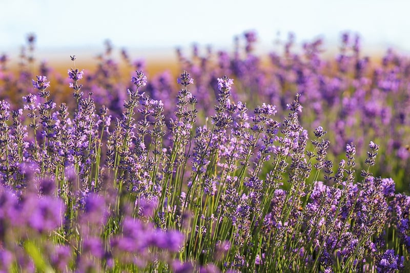 Floral Delights