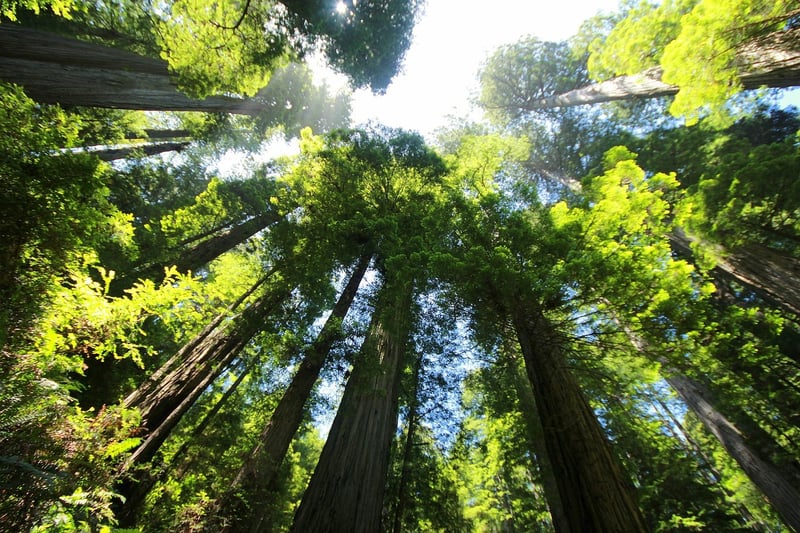 Redwood National Park, USA