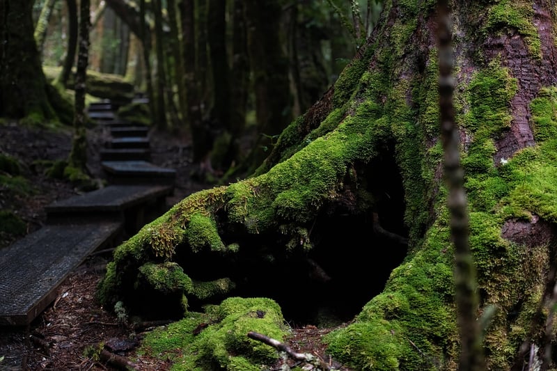 Tarkine Rainforest, Australia